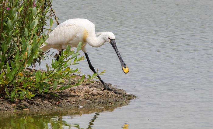 A spoonbill approaches the lagoon at Llanelli Wetland Centre